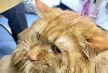 解密社恐猫咪出装攻略（打造时尚萌宠的关键一步）