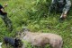 末世打野猪出装攻略（一文教你如何合理出装，提升末世打野猪效率）