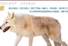 最新狼狗装备攻略（击败对手的关键法宝，狼狗必备装备揭秘）